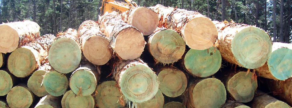 New Zealand Pine Wood