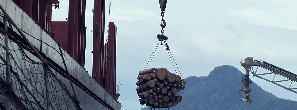 Biggest Importer of Wood
